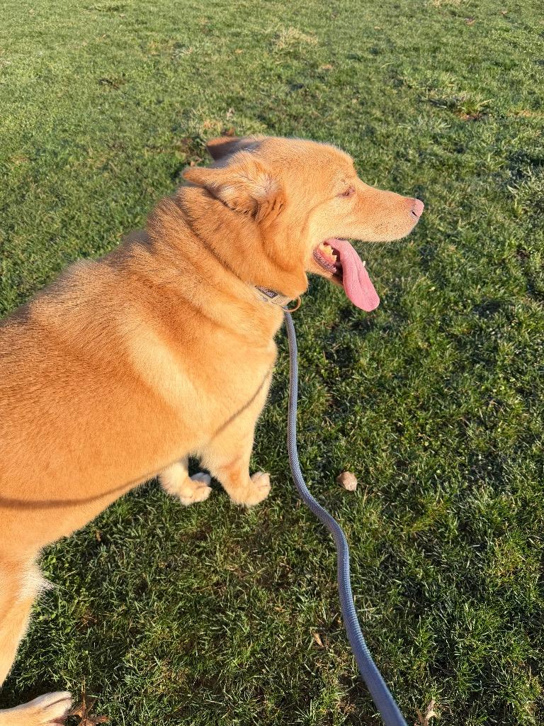 Enlarge Zeke, a Adoptable mixed breed in Pierceton, IN image 3/6