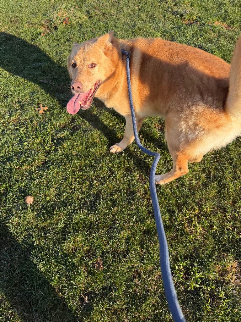 Enlarge Zeke, a Adoptable mixed breed in Pierceton, IN image 4/6