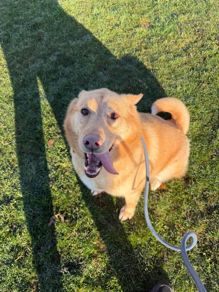 Enlarge Zeke, a Adoptable mixed breed in Pierceton, IN image 4/6