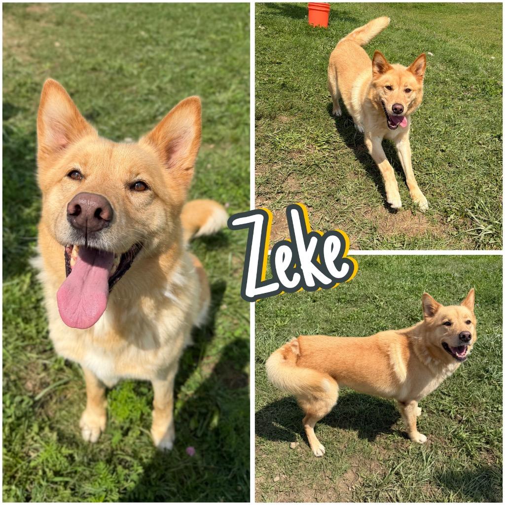 Enlarge Zeke, a Adoptable mixed breed in Pierceton, IN image 5/6