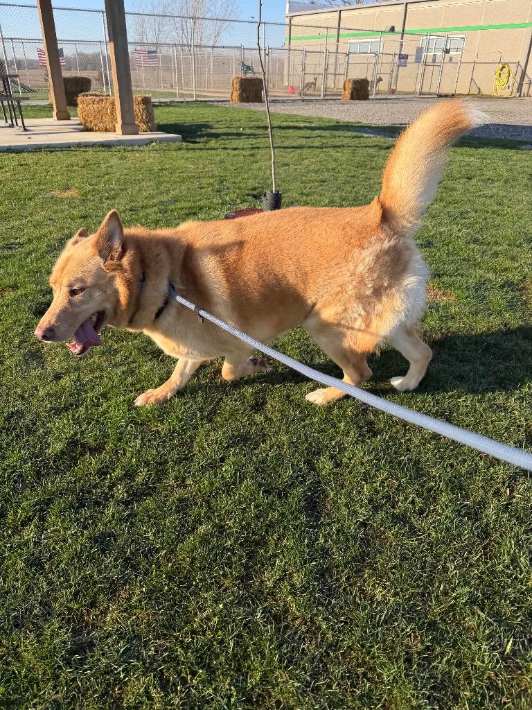 Zeke, a Adoptable mixed breed in Pierceton, IN image 4/6