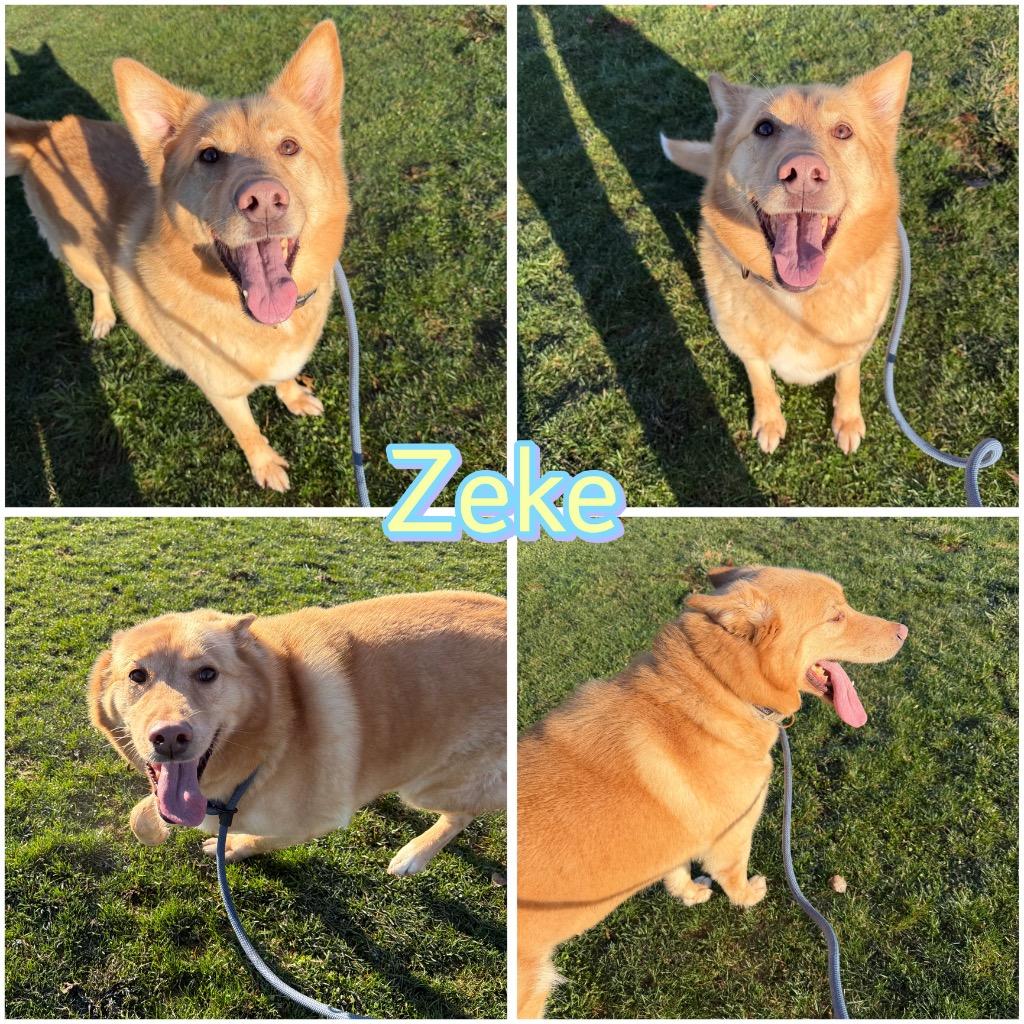 Enlarge Zeke, a Adoptable mixed breed in Pierceton, IN image 6/6