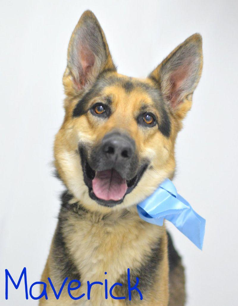 Enlarge Rick, a Adoptable German Shepherd Dog in Lake Havasu City, AZ image 1/1