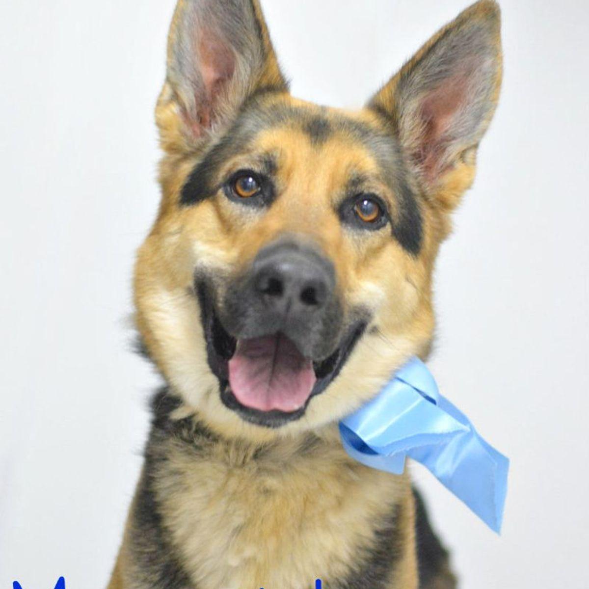 Rick, Adoptable, Adult Male German Shepherd Dog.