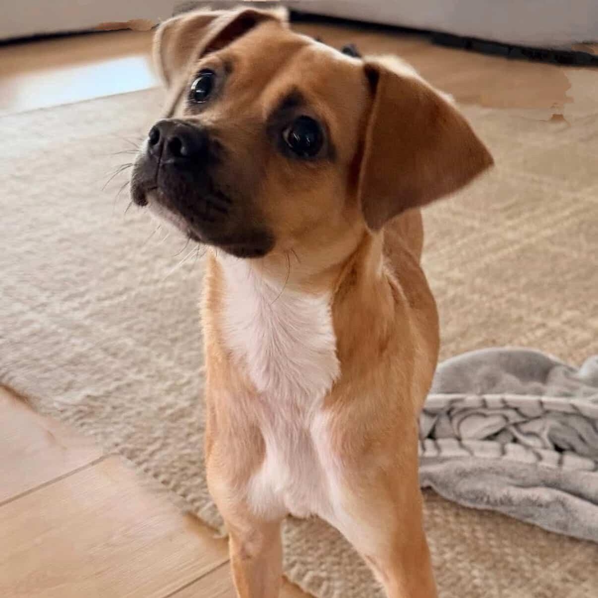 Enlarge Mindy, an adopted mixed breed in Phoenix, AZ image 3/3