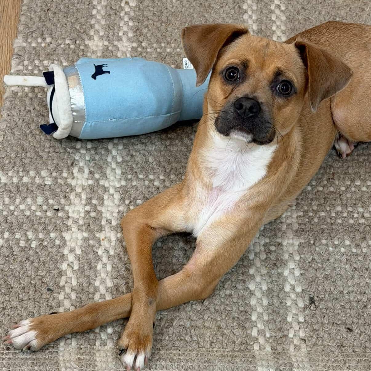 Mindy, adopted, Young Female Chihuahua.