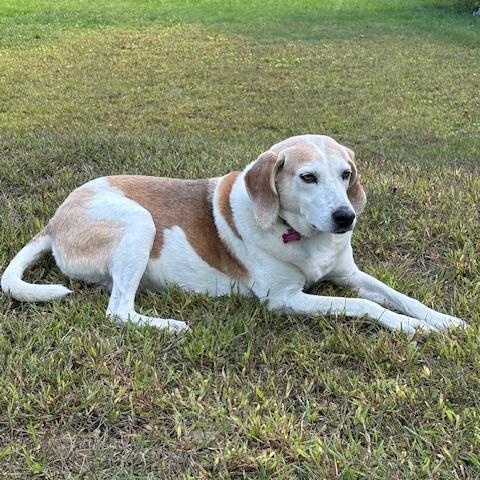 Enlarge Hazel Mae - Local lady, an adopted mixed breed in Andover, MA image 3/6