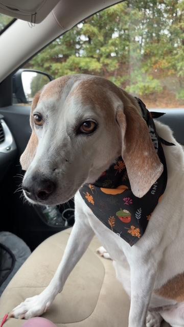 Enlarge Hazel Mae - Local lady, an adopted mixed breed in Andover, MA image 4/6