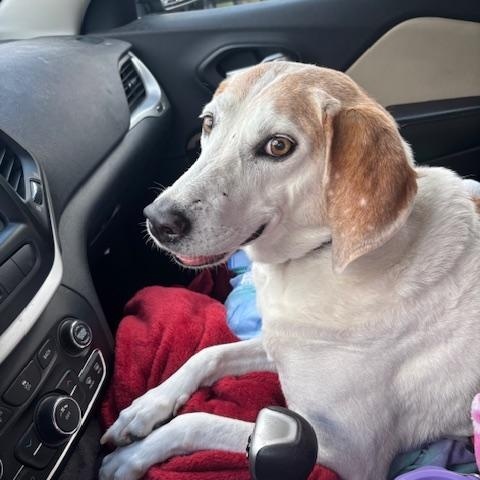 Enlarge Hazel Mae - Local lady, an adopted mixed breed in Andover, MA image 2/6