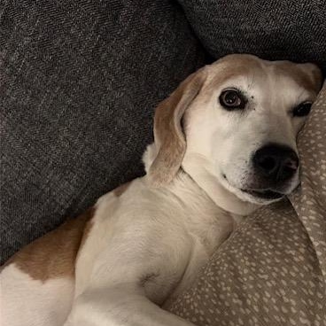 Enlarge Hazel Mae - Local lady, an adopted mixed breed in Andover, MA image 1/6