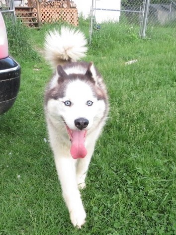 Hank and Nubb (bonded pair), a Adoptable mixed breed in Clinton, ME image 4/6