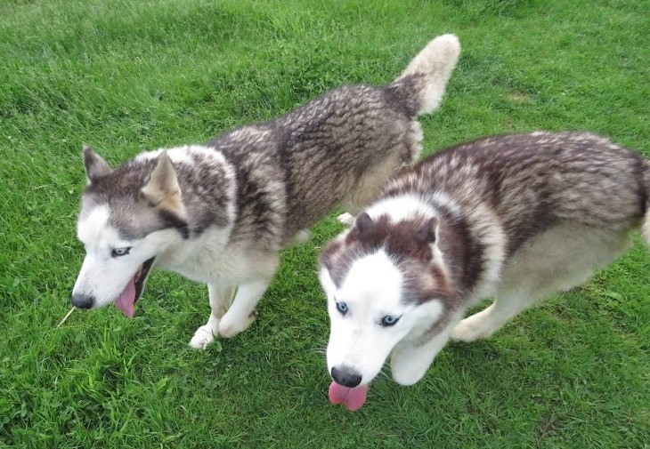 Hank and Nubb (bonded pair), a Adoptable mixed breed in Clinton, ME image 5/6