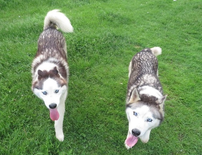 Hank and Nubb (bonded pair), a Adoptable mixed breed in Clinton, ME image 1/6