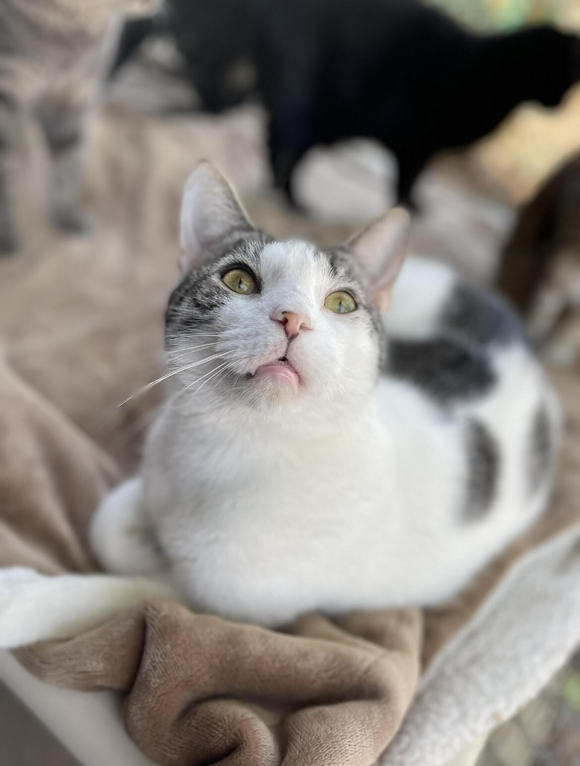 Kisses, Adult Male Domestic Short Hair