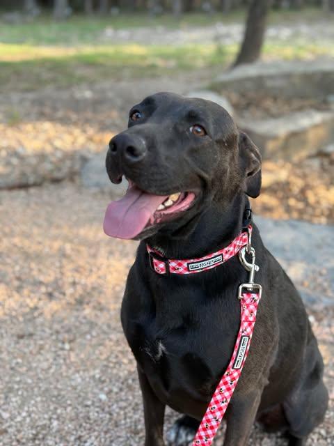 Enlarge Zoe, a Adoptable mixed breed in Brattleboro, VT image 3/6