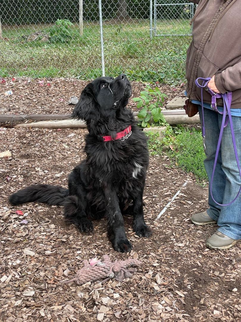 Chloe, a Adoptable Newfoundland Dog in North Branch, MN image 2/6