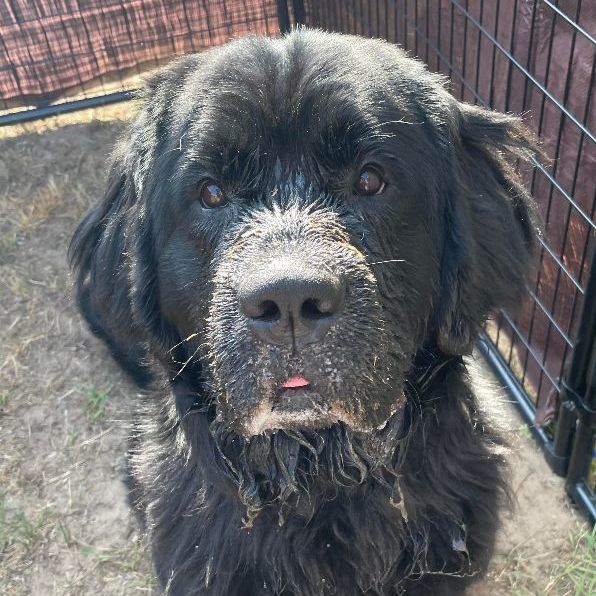 Chloe, an adoptable Newfoundland Dog in North Branch, MN, 55056 | Photo Image 3