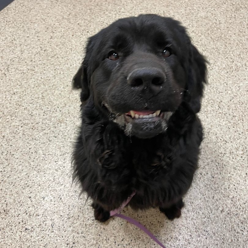 Chloe, an adoptable Newfoundland Dog in North Branch, MN, 55056 | Photo Image 4
