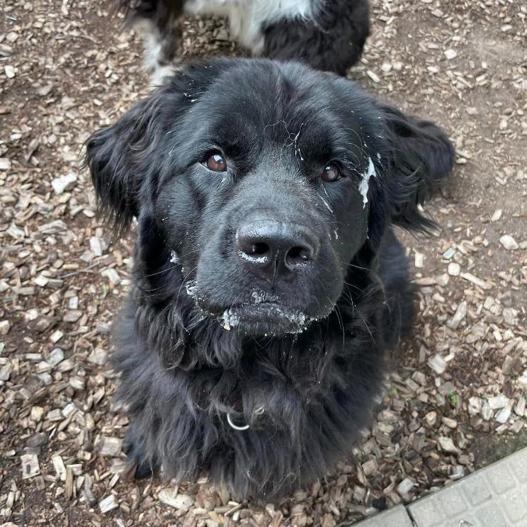 Chloe, a Adoptable Newfoundland Dog in North Branch, MN image 1/6