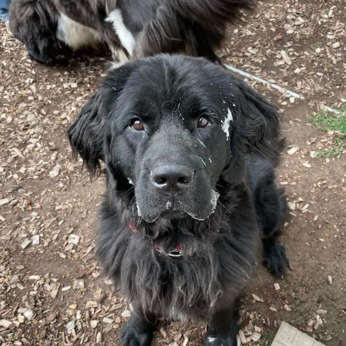 Chloe, a Adoptable Newfoundland Dog in North Branch, MN image 5/6