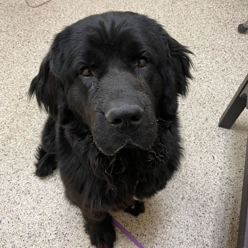 Chloe, an adoptable Newfoundland Dog in North Branch, MN, 55056 | Photo Image 6