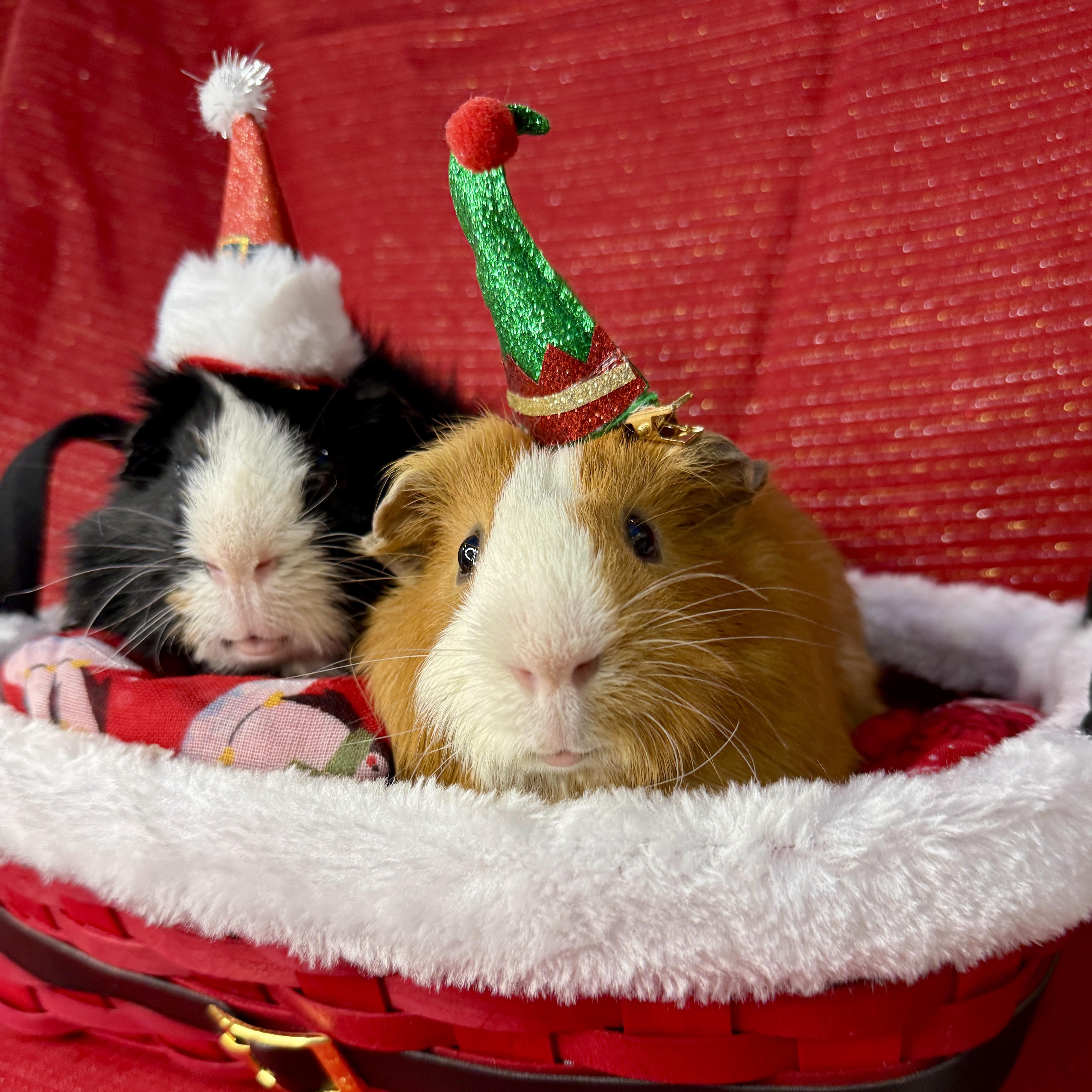 Enlarge Blaze & Sorrel, a Adoptable mixed breed in San Antonio, TX image 2/4