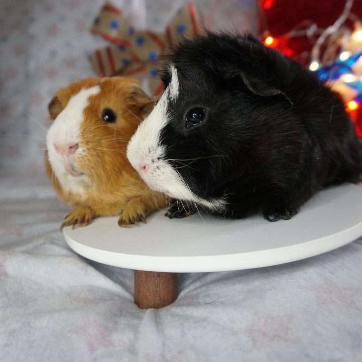 Enlarge Blaze & Sorrel, a Adoptable mixed breed in San Antonio, TX image 1/4