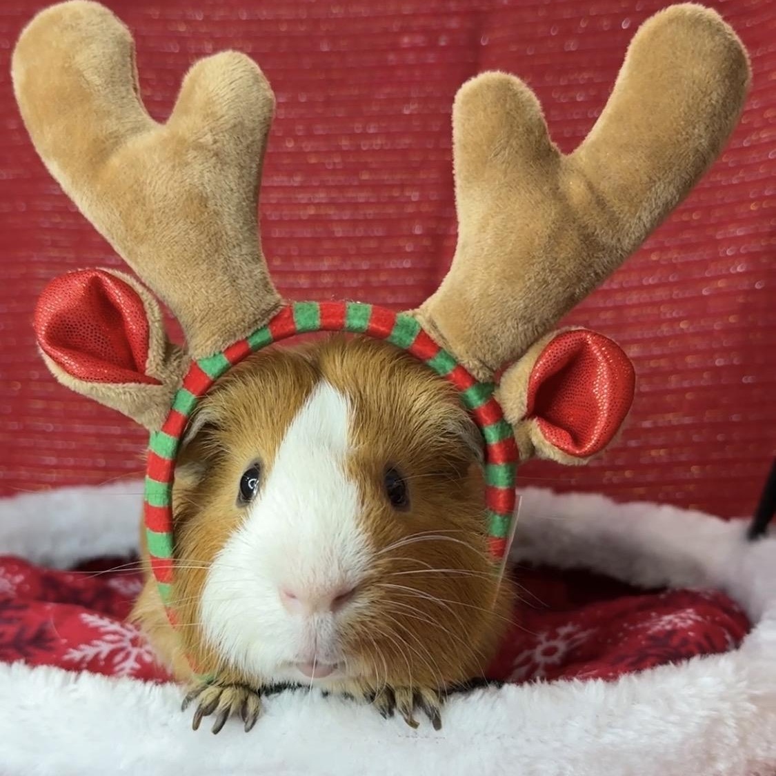 Enlarge Blaze & Sorrel, a Adoptable mixed breed in San Antonio, TX image 4/4