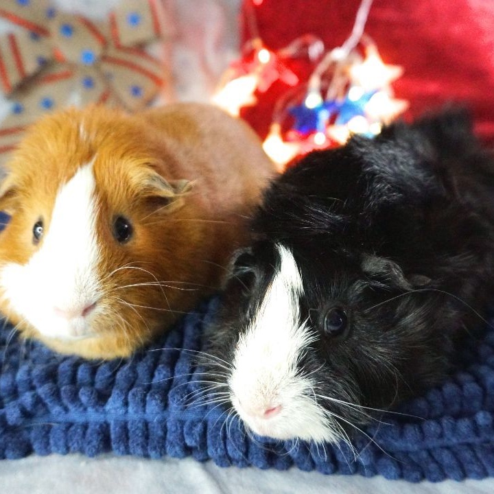 Enlarge Blaze & Sorrel, a Adoptable mixed breed in San Antonio, TX image 3/4