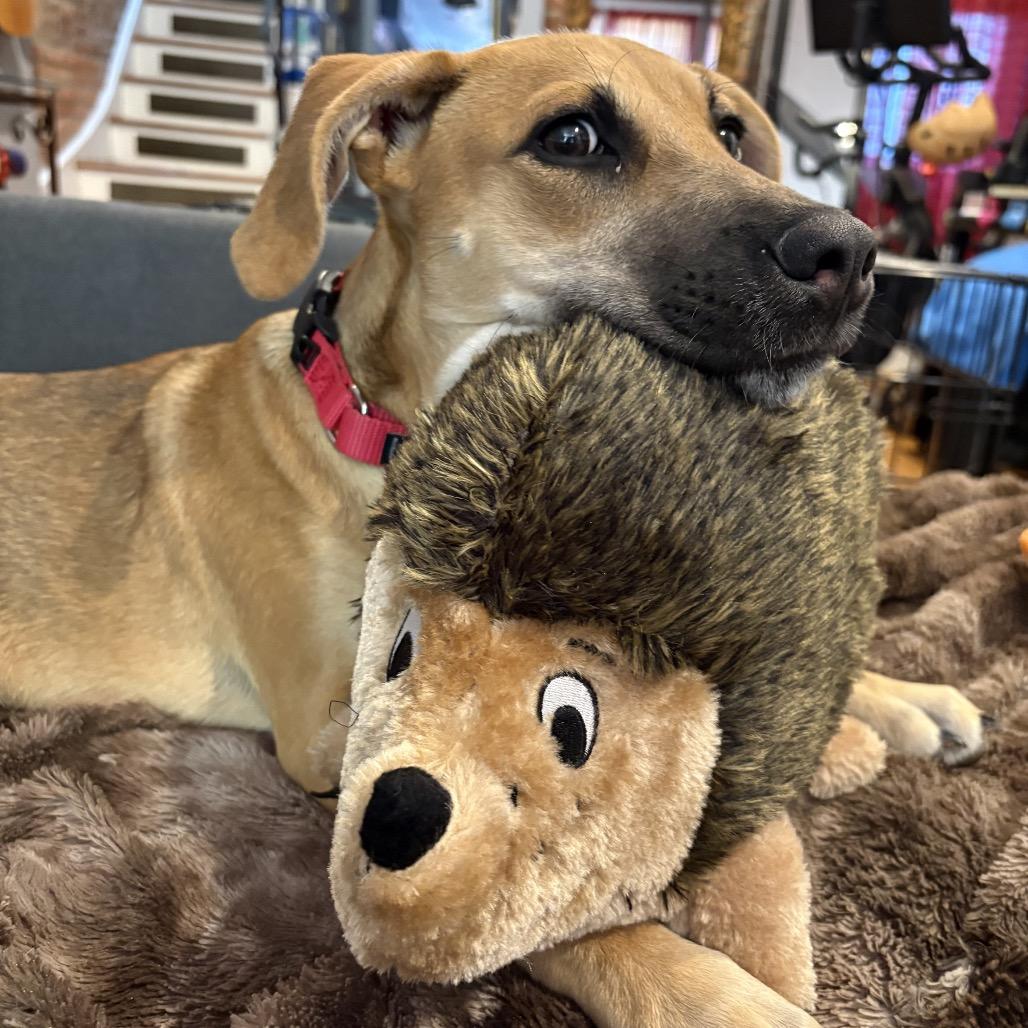 Juliet, Adoptable, Young Female Cattle Dog & Mixed Breed.