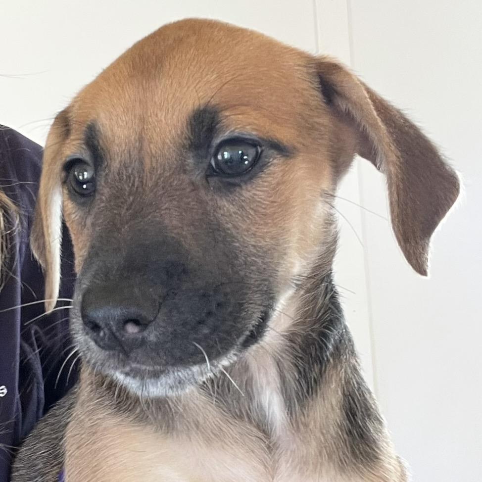 Enlarge Juliet, a Adoptable mixed breed in Phoenix, MD image 2/6