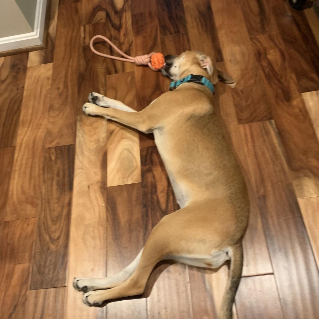 Enlarge Juliet, a Adoptable mixed breed in Phoenix, MD image 3/6