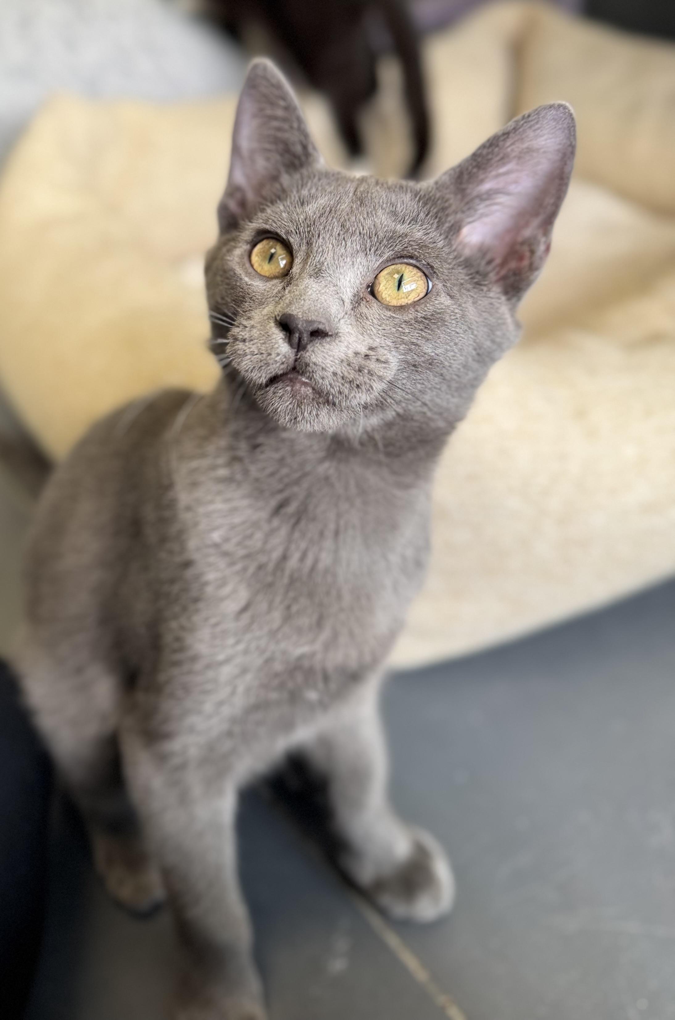Tic, ADOPTABLE, Young Male Domestic Short Hair.