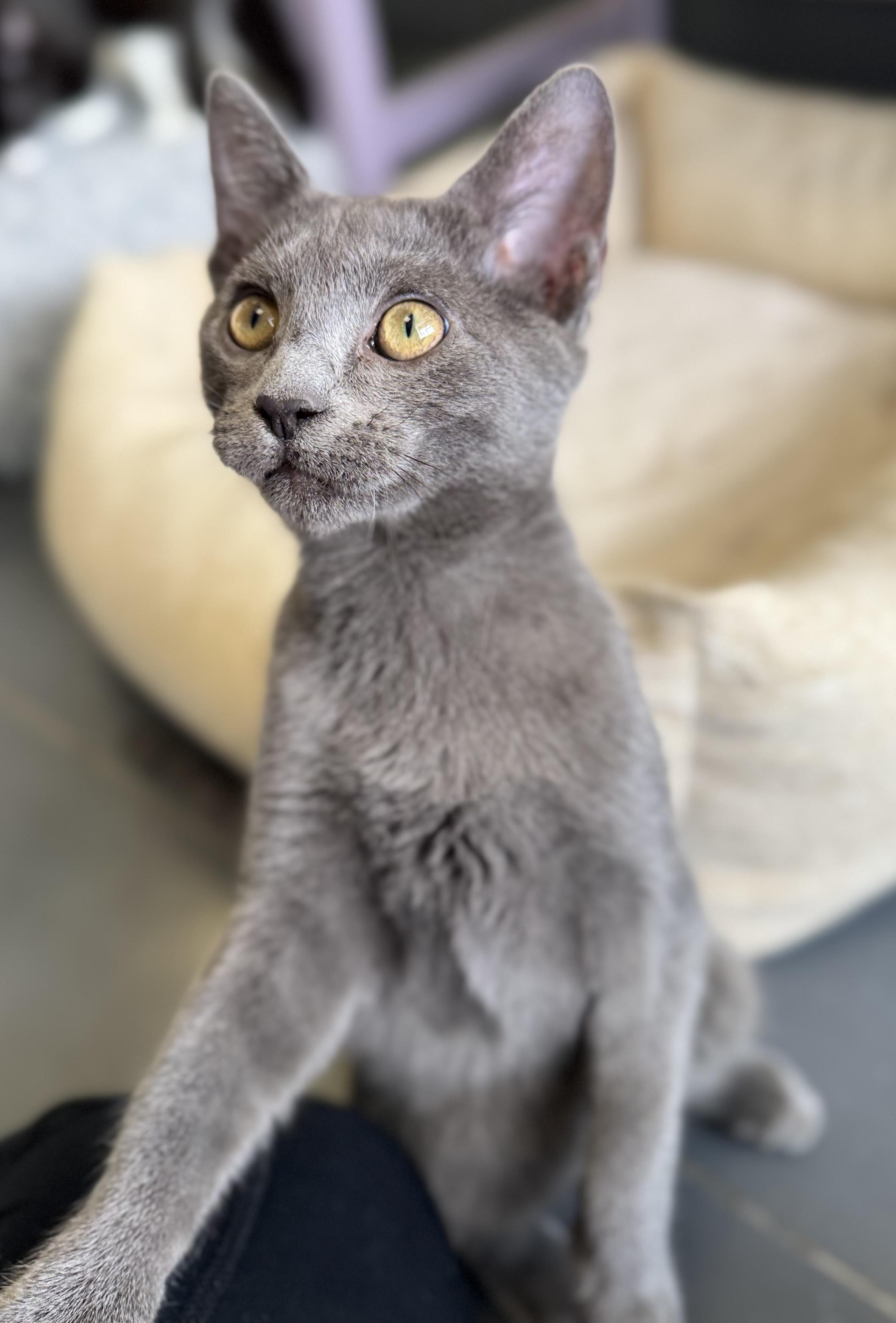 Enlarge Tic, a ADOPTABLE mixed breed in Eagle, CO image 3/3