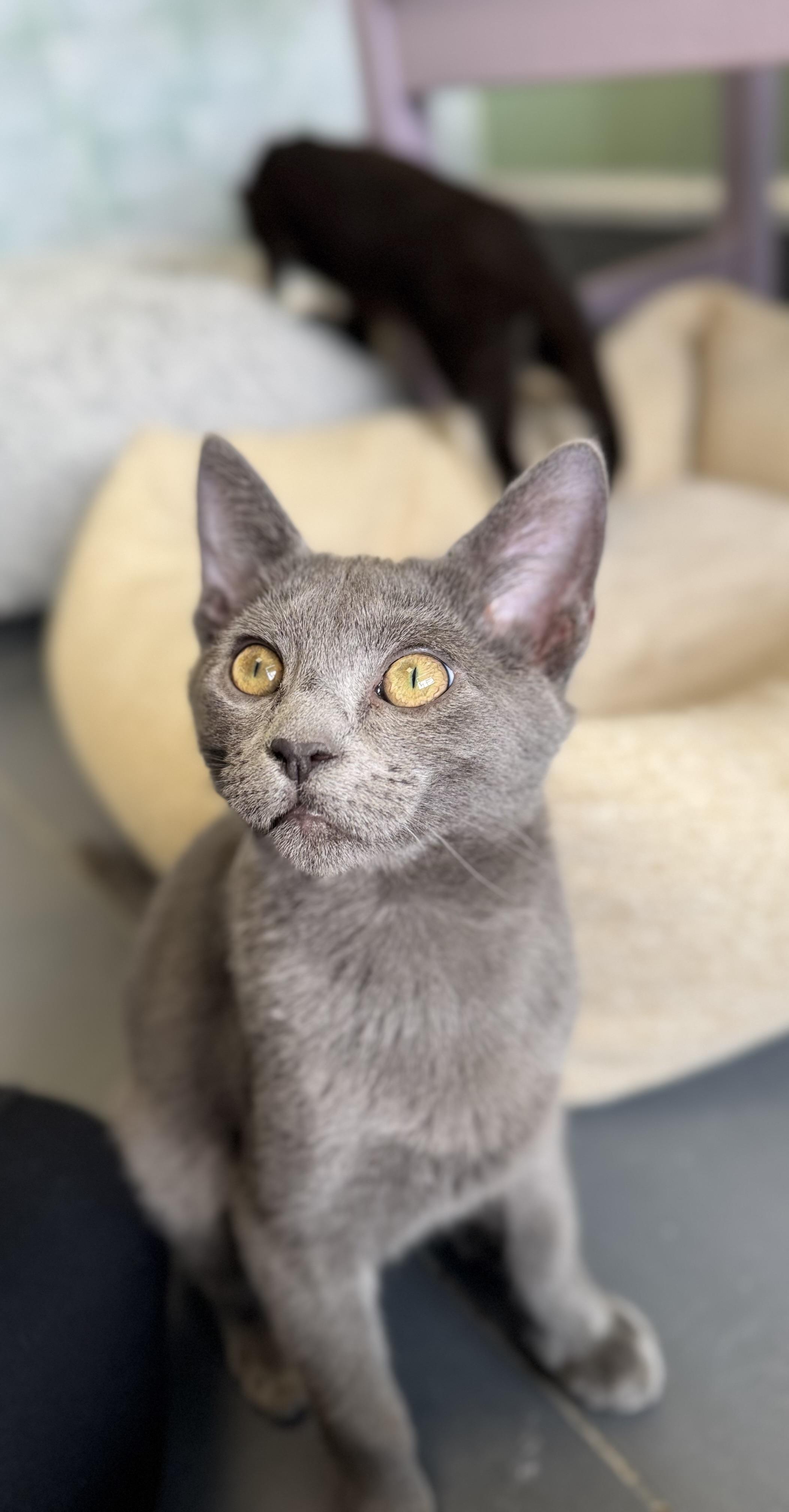 Enlarge Tic, a ADOPTABLE mixed breed in Eagle, CO image 2/3