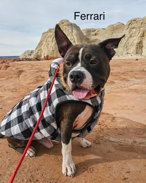 Enlarge Ferrari, a Adoptable Pit Bull Terrier in Rossford, OH image 1/5