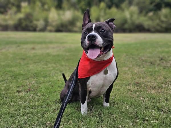 Enlarge Ferrari, a Adoptable Pit Bull Terrier in Rossford, OH image 3/5