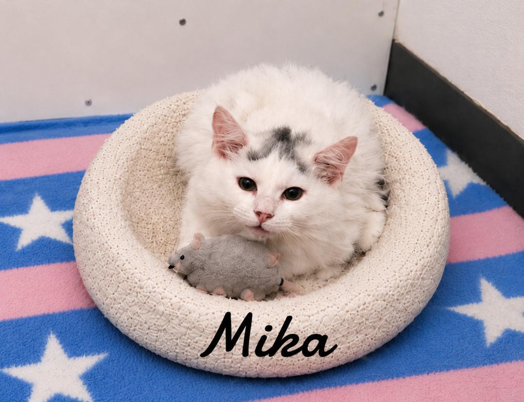 Mika, Adoptable, Kitten Female Domestic Long Hair.