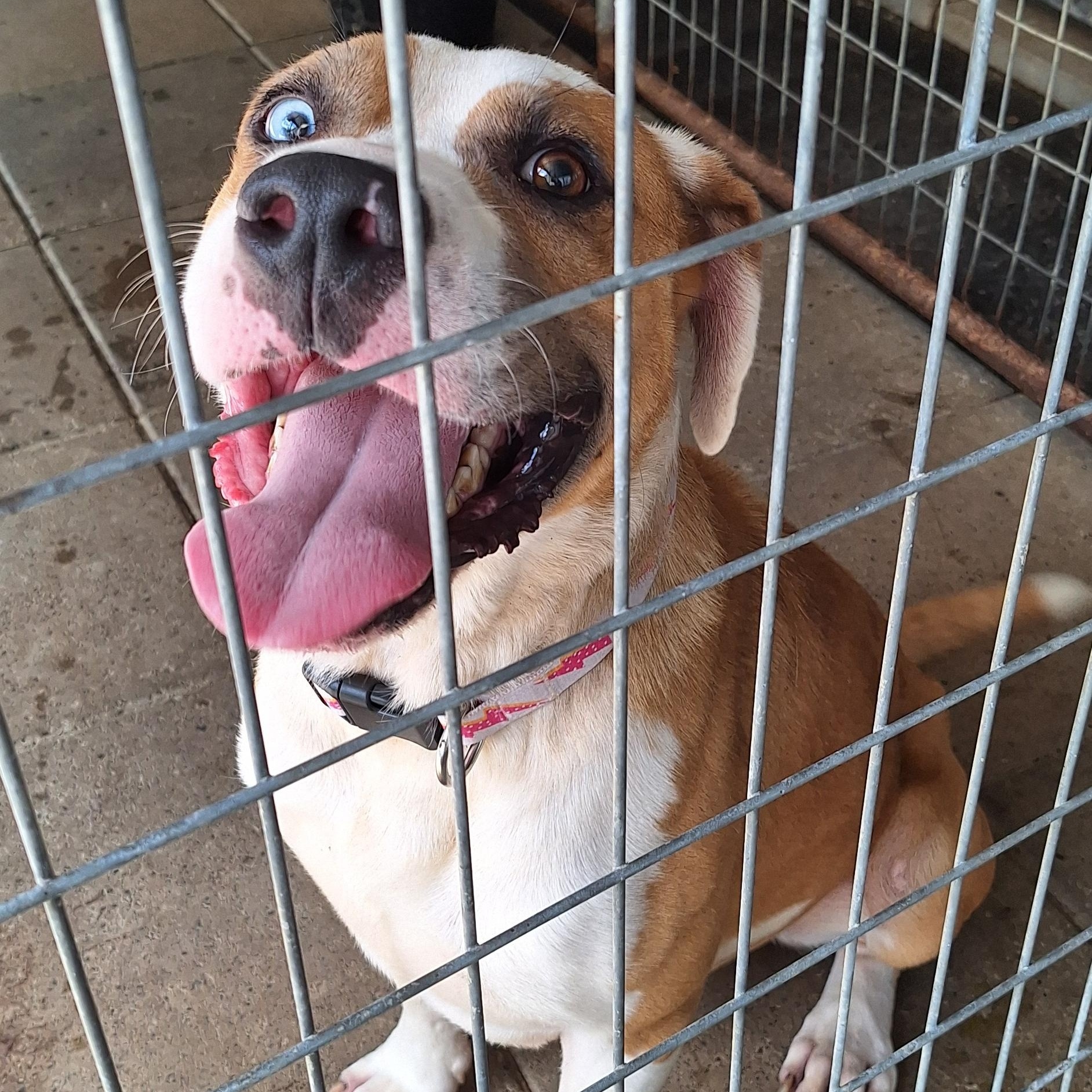 Champ, ADOPTABLE, Young Male Boxer.