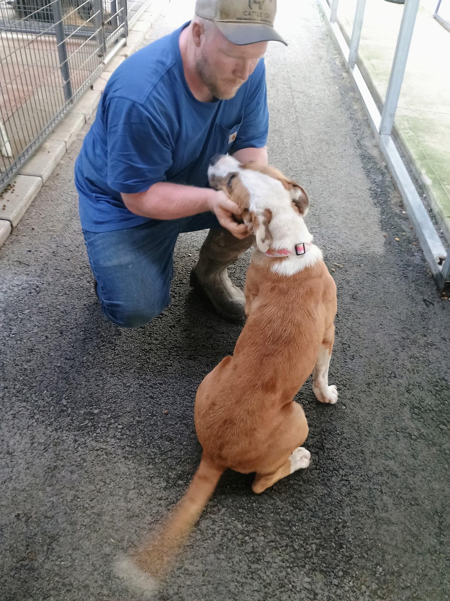 Champ, a ADOPTABLE mixed breed in Stanton, KY image 2/6