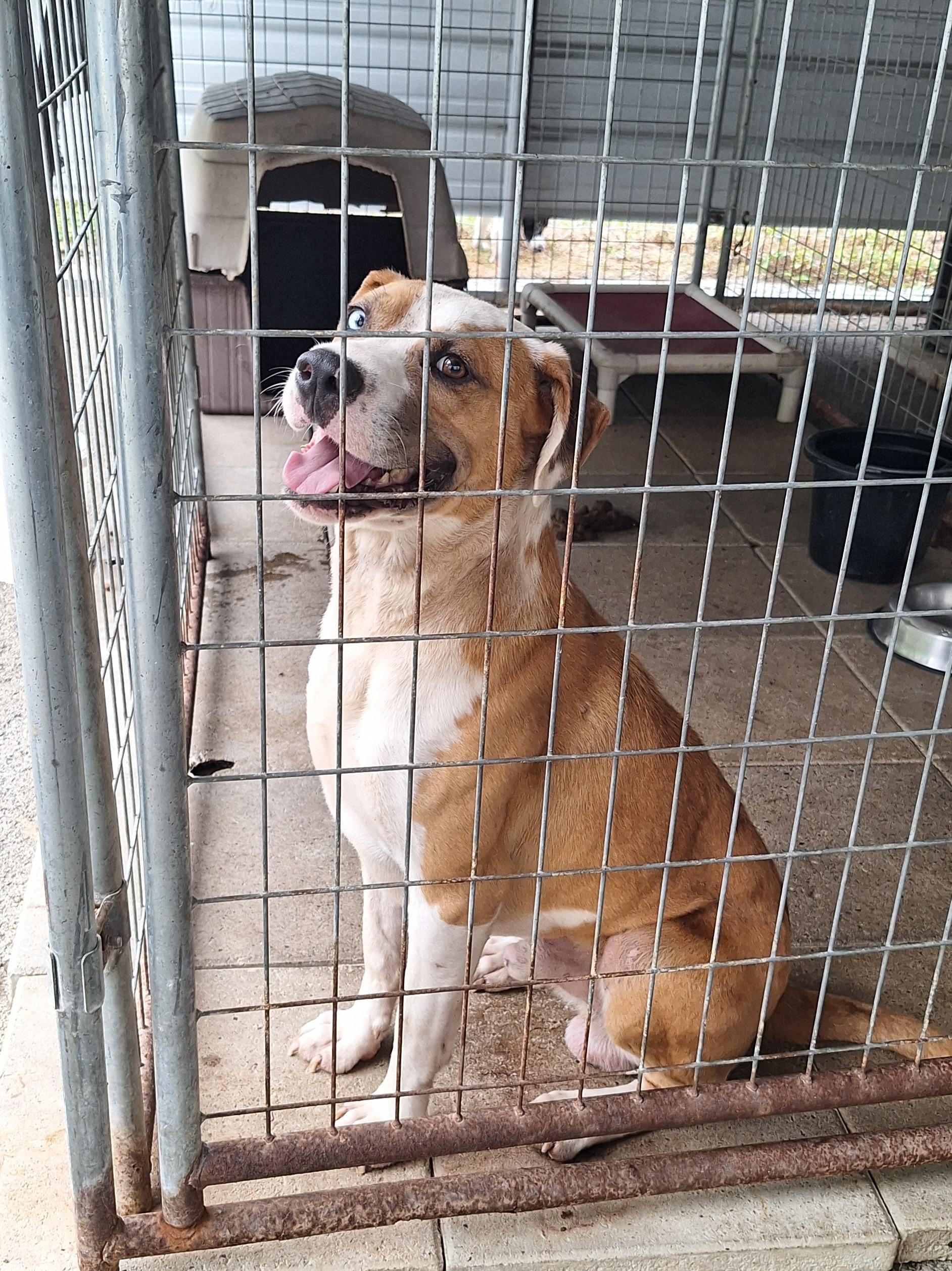 Champ, a ADOPTABLE mixed breed in Stanton, KY image 5/6