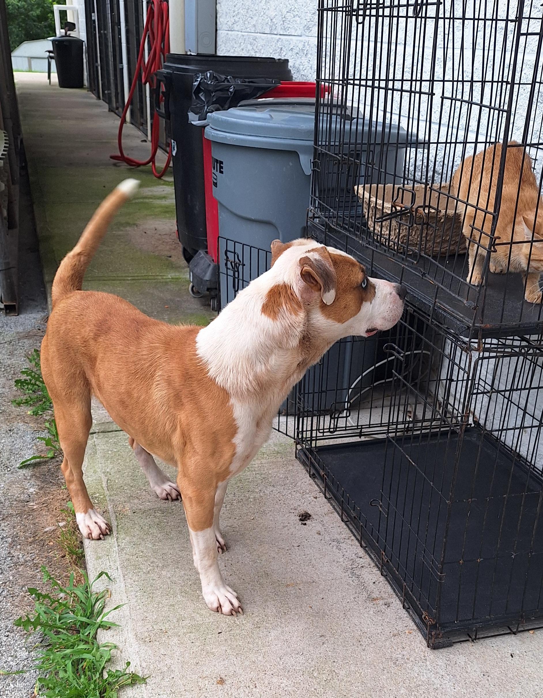 Champ, a ADOPTABLE mixed breed in Stanton, KY image 4/6