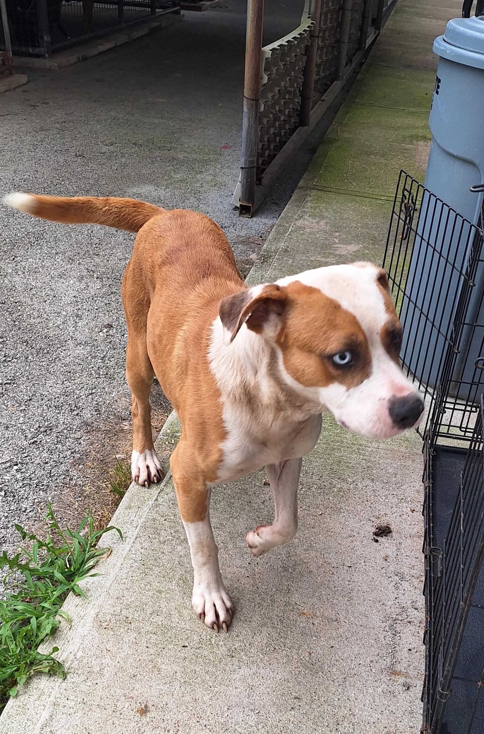 Champ, a ADOPTABLE mixed breed in Stanton, KY image 6/6