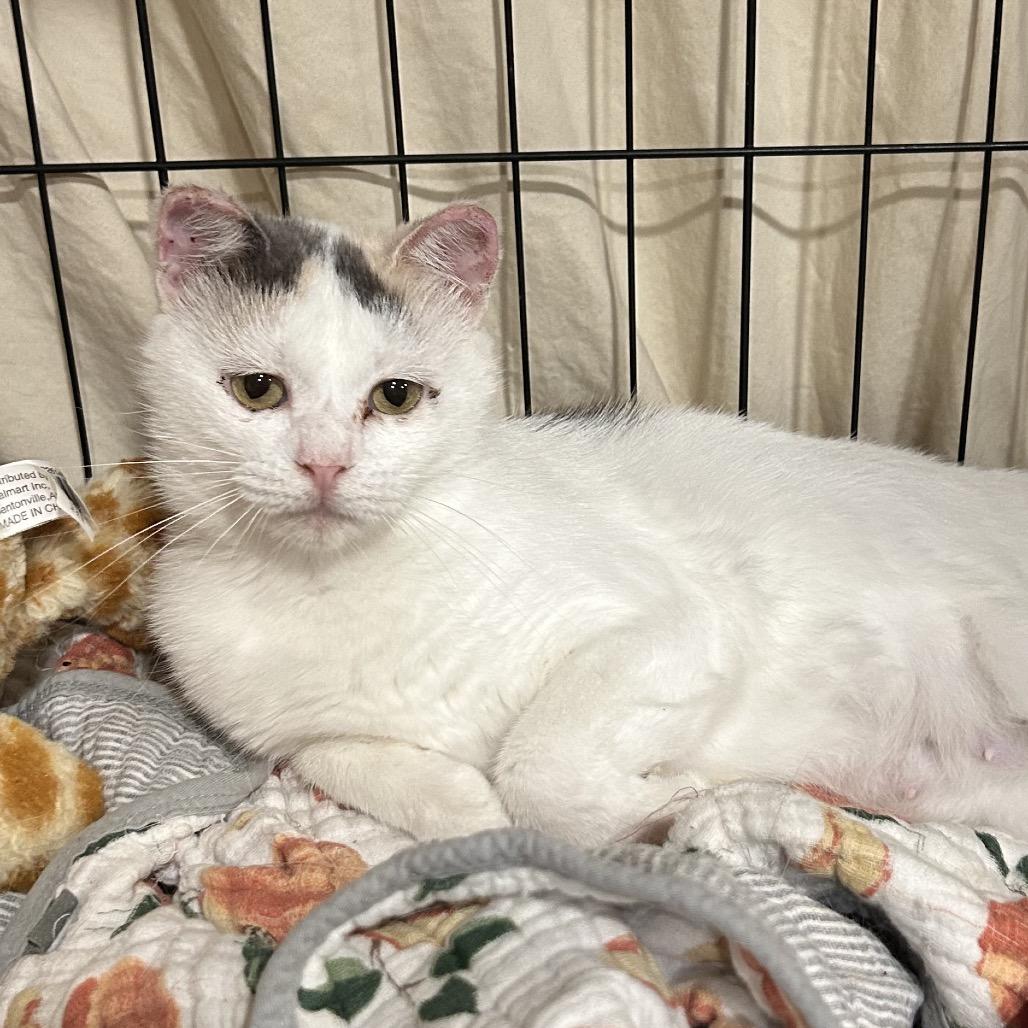 Enlarge Buttercup 1854RJ03, a Adoptable Domestic Short Hair in Columbia, MO image 2/3
