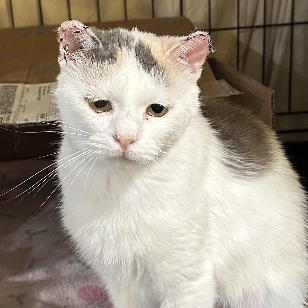 Enlarge Buttercup 1854RJ03, a Adoptable Domestic Short Hair in Columbia, MO image 1/3