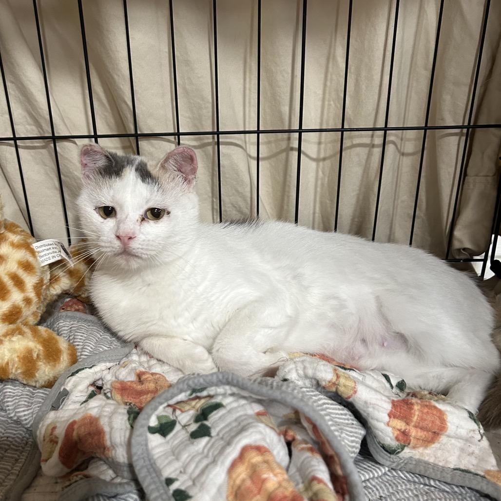 Enlarge Buttercup 1854RJ03, a Adoptable Domestic Short Hair in Columbia, MO image 3/3