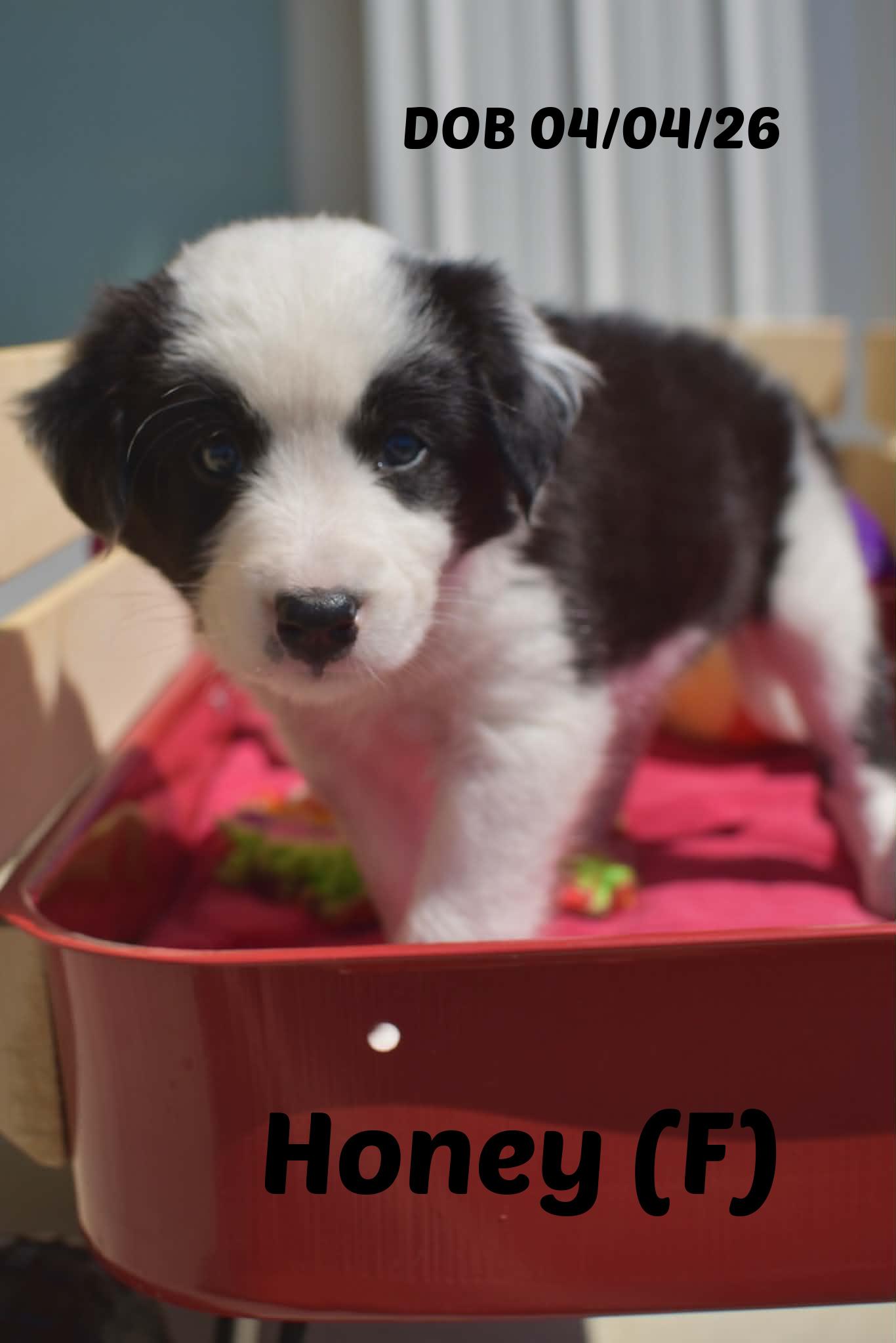 Enlarge Olive, a Adoptable Border Collie in Seymour, IN image 4/6