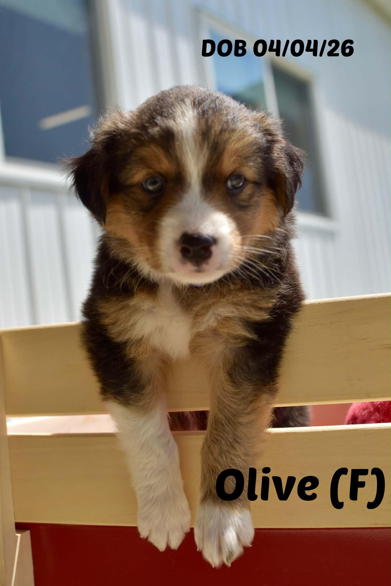 Olive, Adoptable, Puppy Female Border Collie.