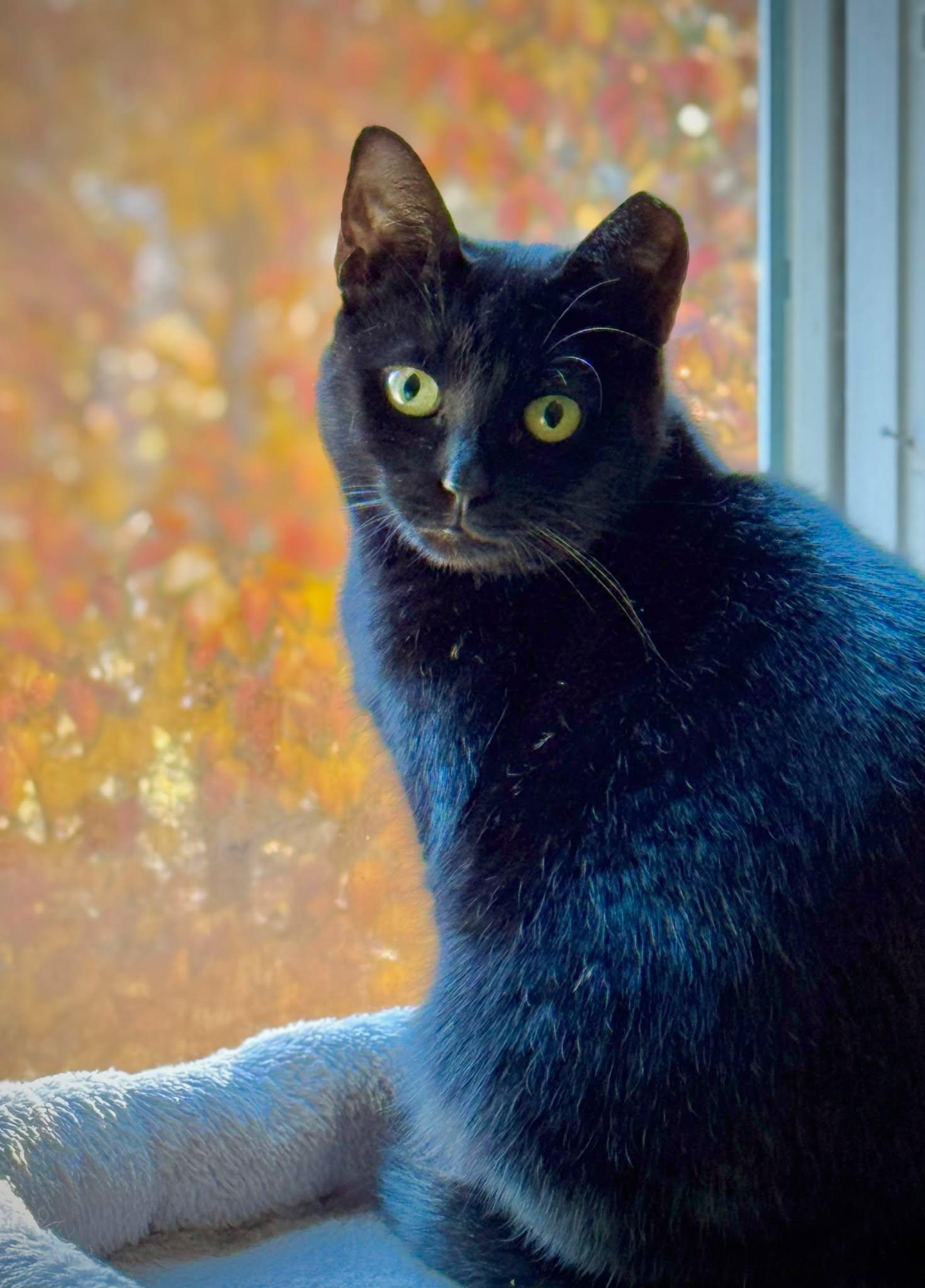 Baby AND Finn, a Adoptable Domestic Short Hair in Gonic, NH image 1/3