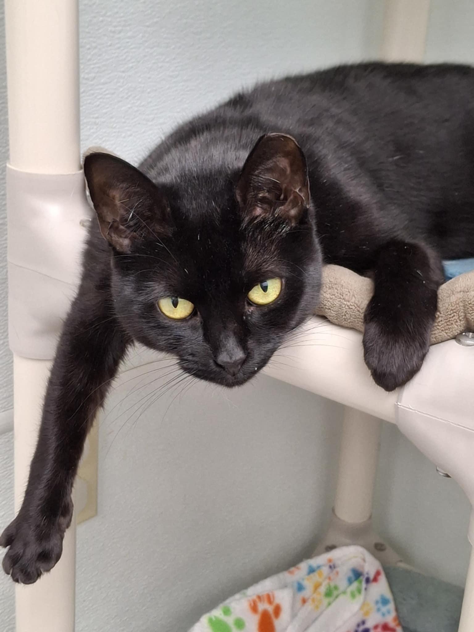 Baby AND Finn, a Adoptable Domestic Short Hair in Gonic, NH image 2/3